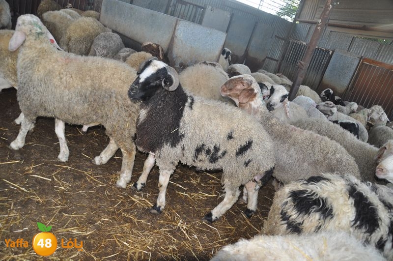 mal7ama lud 929 (4).JPG